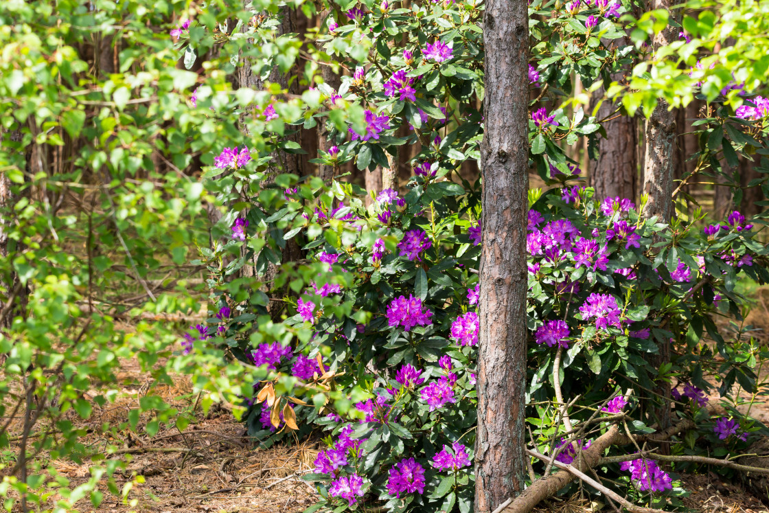 "Rhododendron" stock image