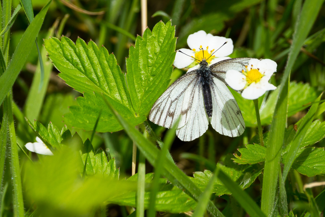 "Green-veined White Butterfly" stock image