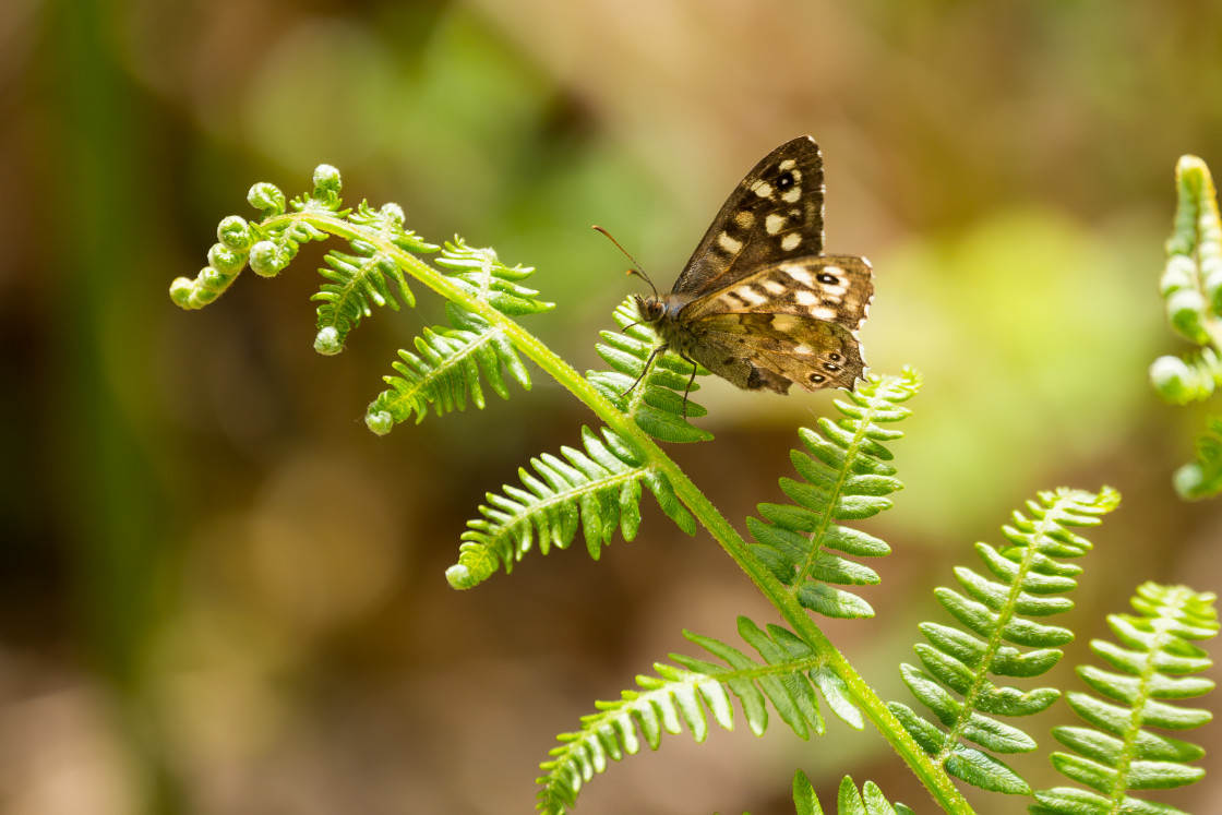 "Speckled Wood Butterfly" by Gordon England - $12.62 "Speckled Wood Butterfly" stock image
