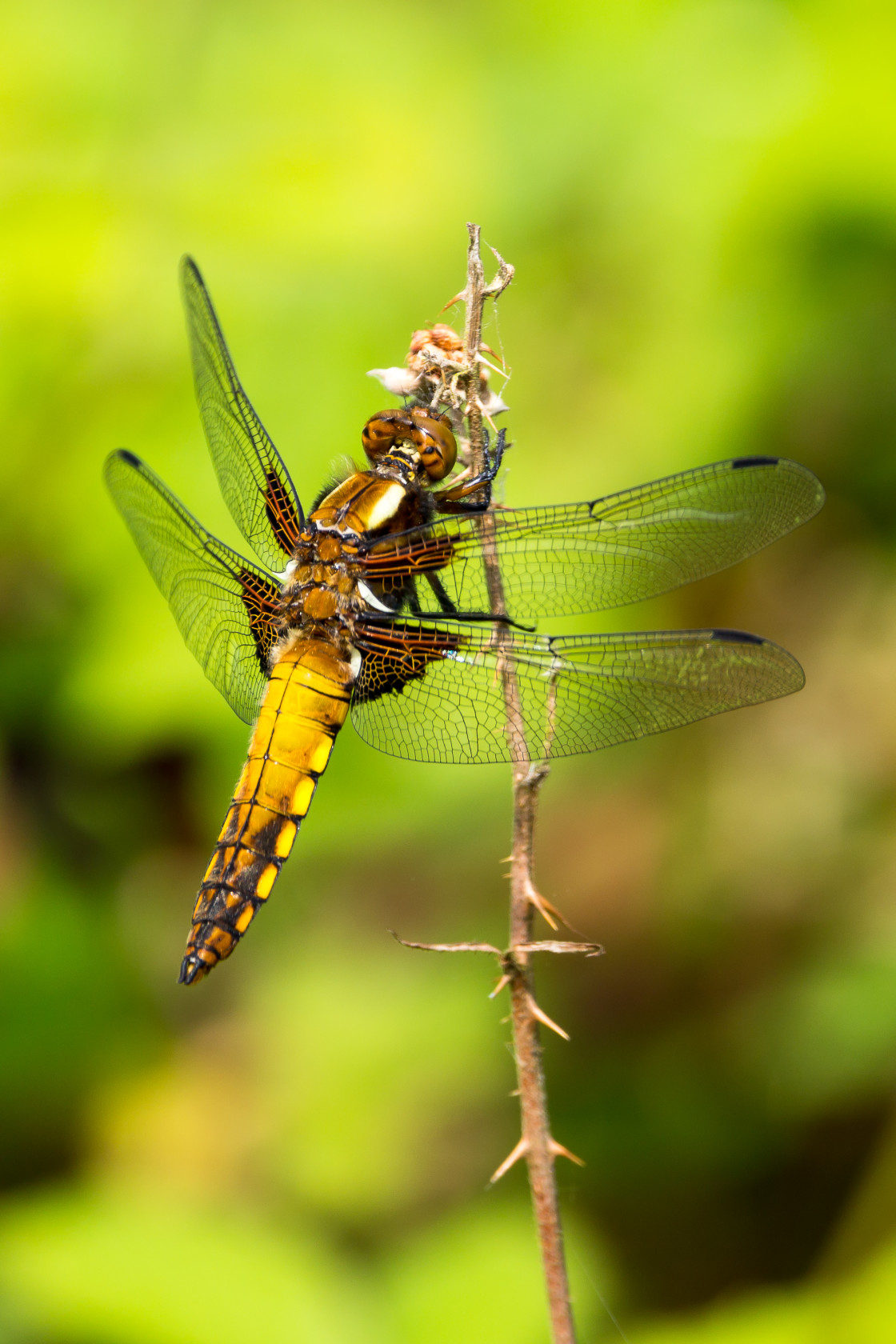 "Broad-bodied Chaser Dragonfly" stock image