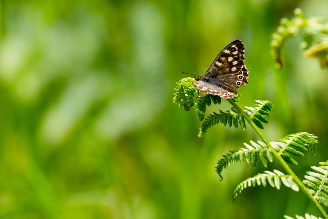"Speckled Wood Butterfly" by Gordon England - $12.55 "Speckled Wood Butterfly" stock image