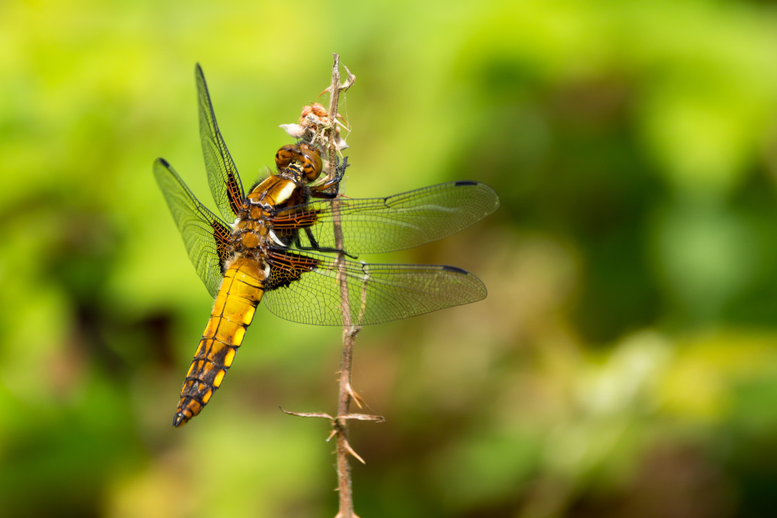 "Broad-bodied Chaser Dragonfly" stock image