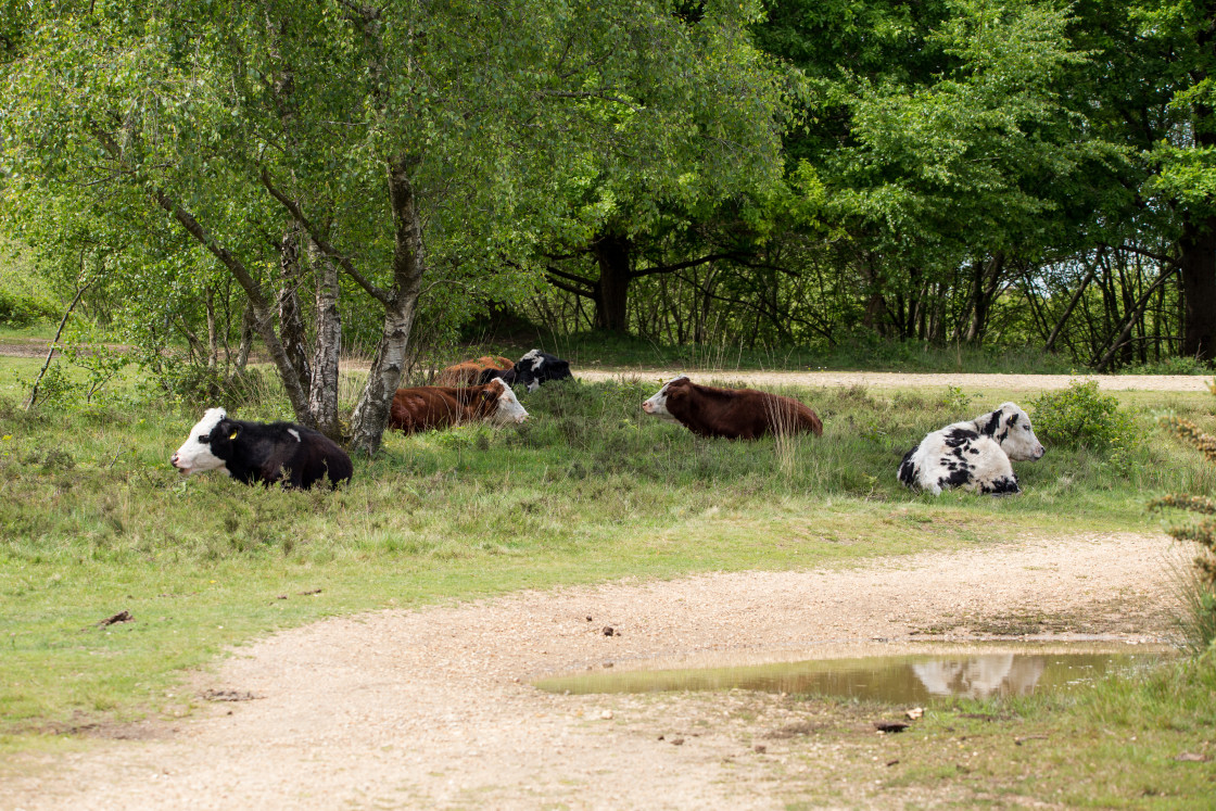 "Cows Resting" stock image