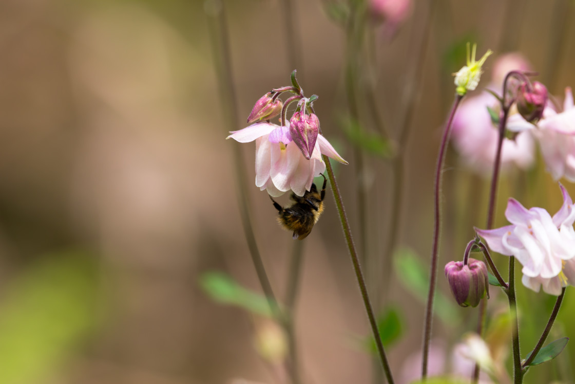 "Granny's Bonnet and Bee" by Gordon England - $12.63 "Granny's Bonnet and Bee" stock image