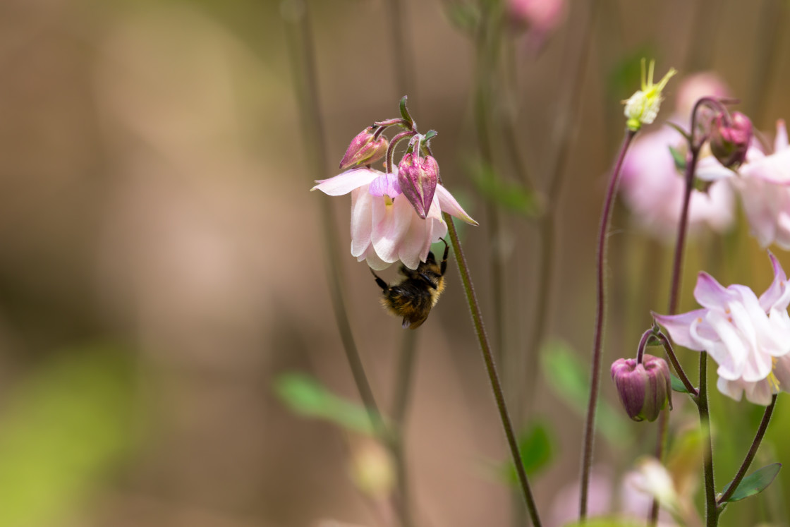 "Granny's Bonnet and Bee" stock image