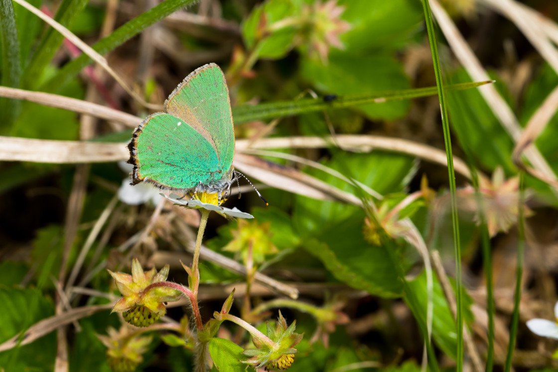 "Green Hairstreak Butterfly" stock image