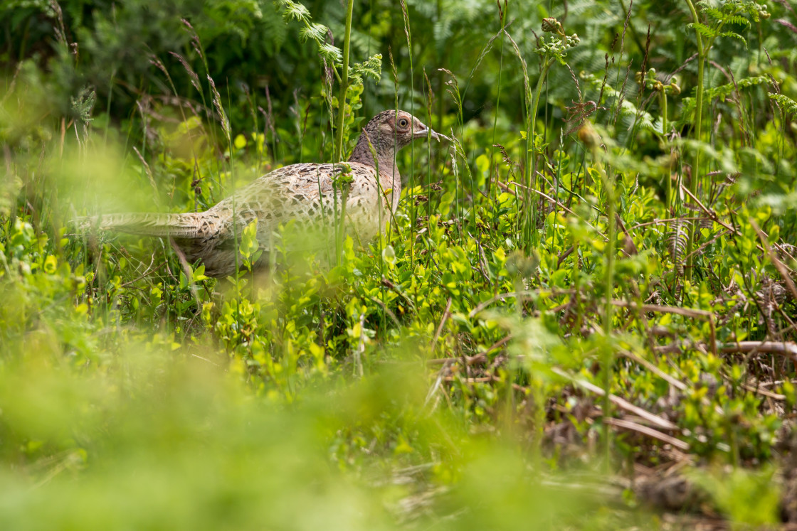 "Female Pheasant" stock image