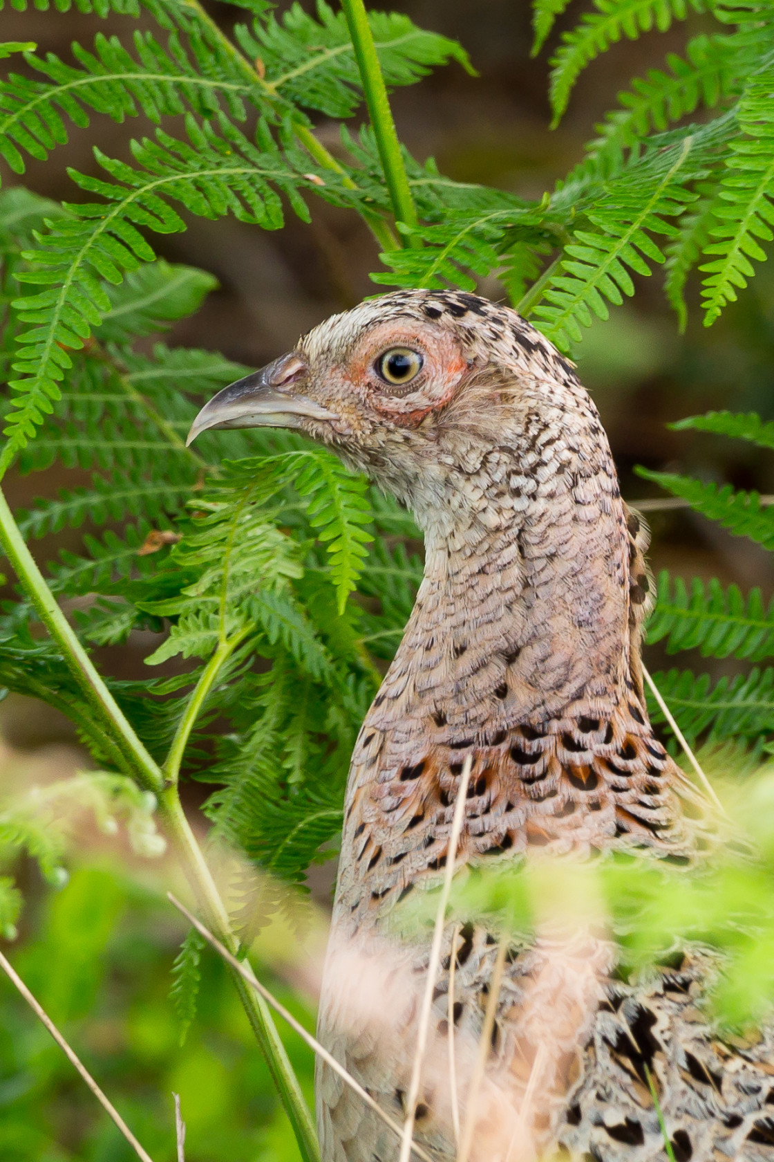 "Female Pheasant" by Gordon England - $12.55 "Female Pheasant" stock image