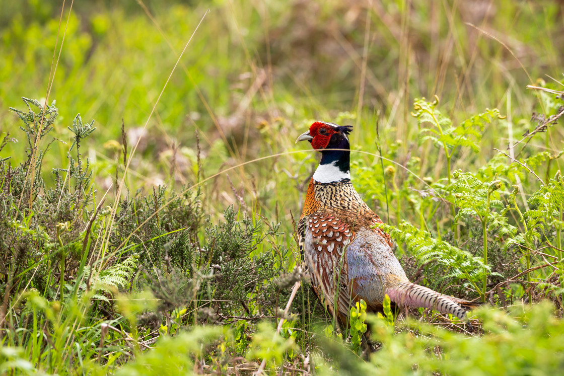 "Pheasant Cock Bird" by Gordon England - $12.55 "Pheasant Cock Bird" stock image