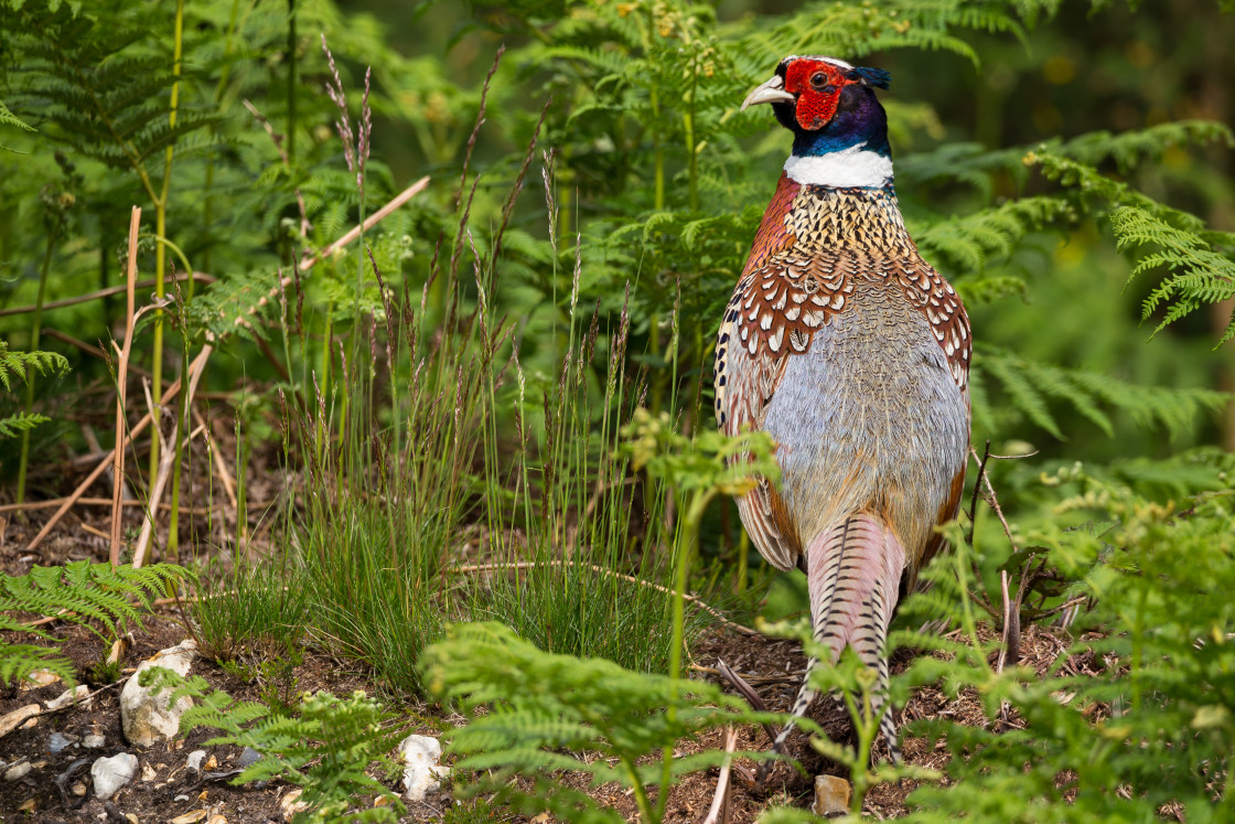 "Pheasant Cock" by Gordon England - $12.55 "Pheasant Cock" stock image