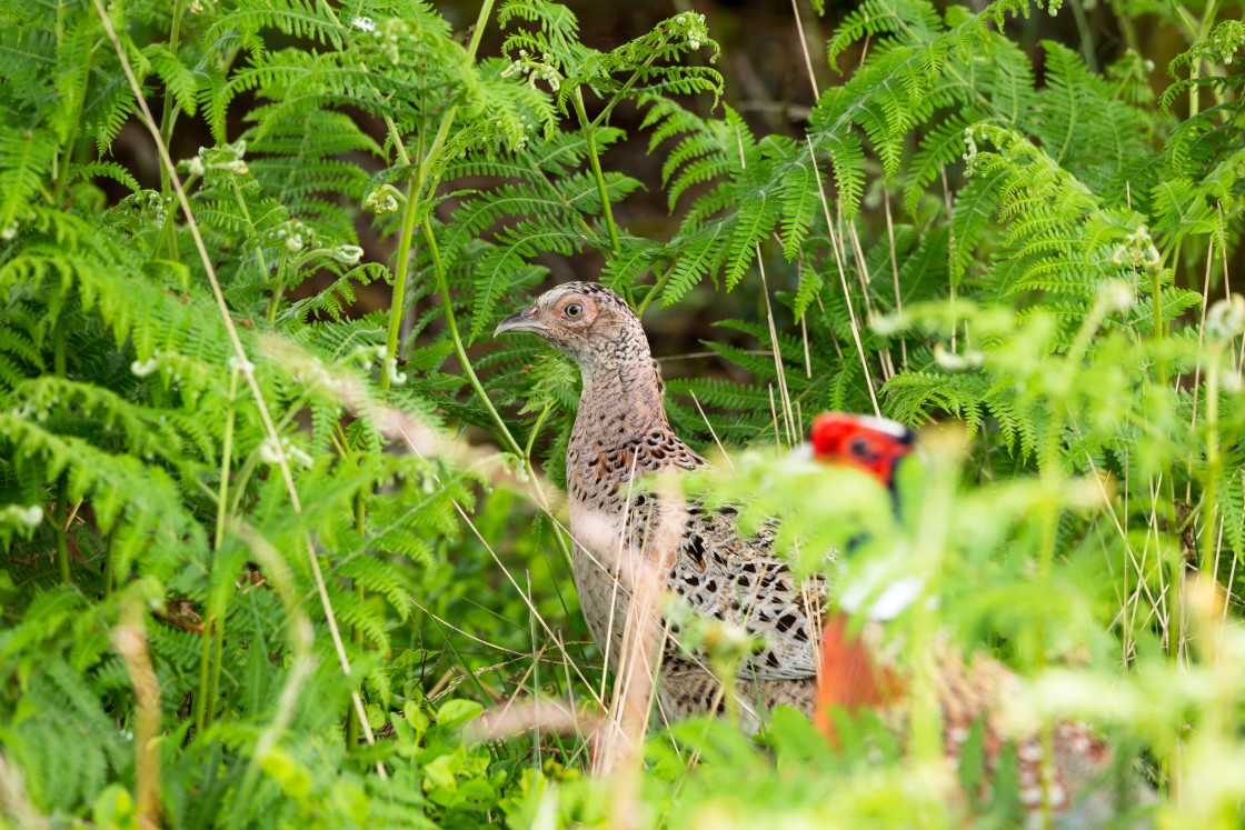 "Pheasant" stock image