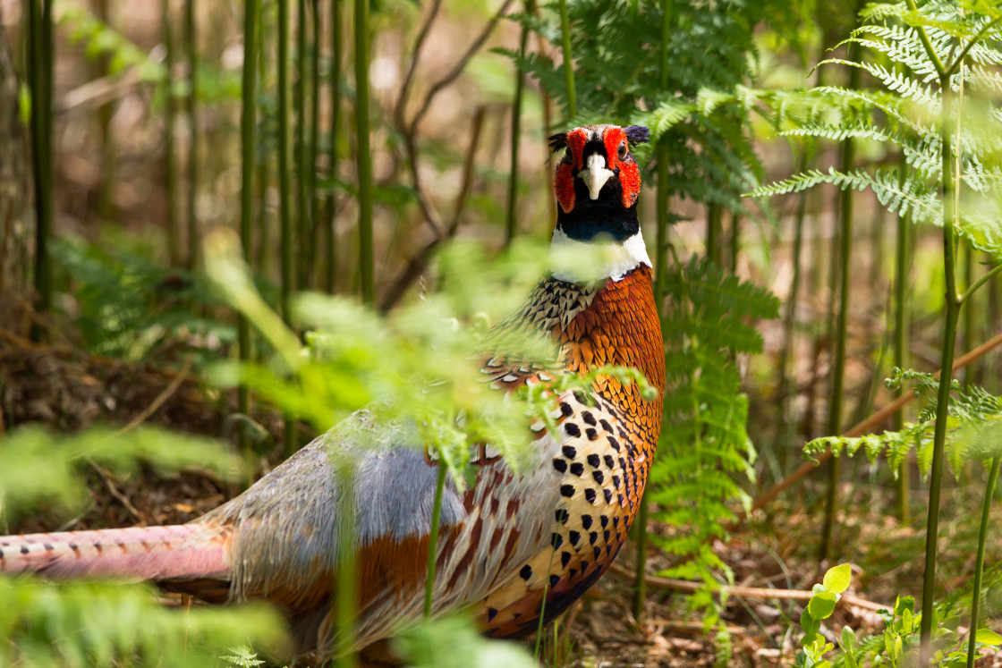 "Pheasant Cock Bird" by Gordon England - $12.65 "Pheasant Cock Bird" stock image