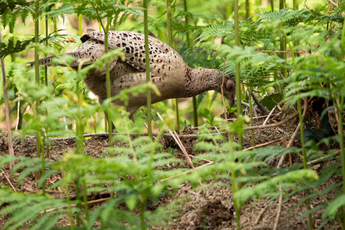 "Female Pheasant" by Gordon England - $12.70 "Female Pheasant" stock image
