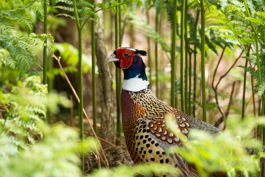 "Pheasant Cock Bird" stock image