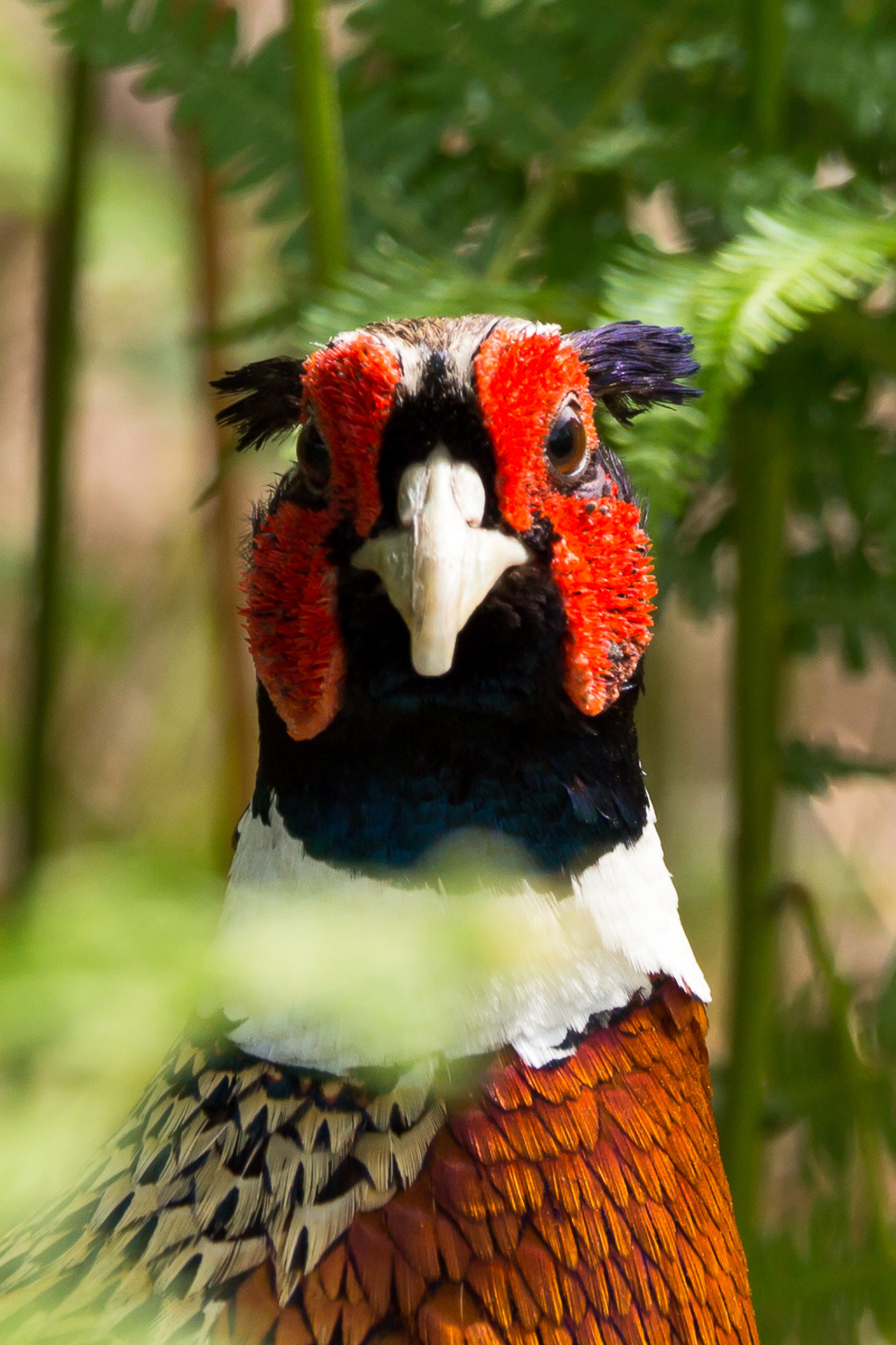 "Pheasant Cock Portrait" by Gordon England - $12.55 "Pheasant Cock Portrait" stock image