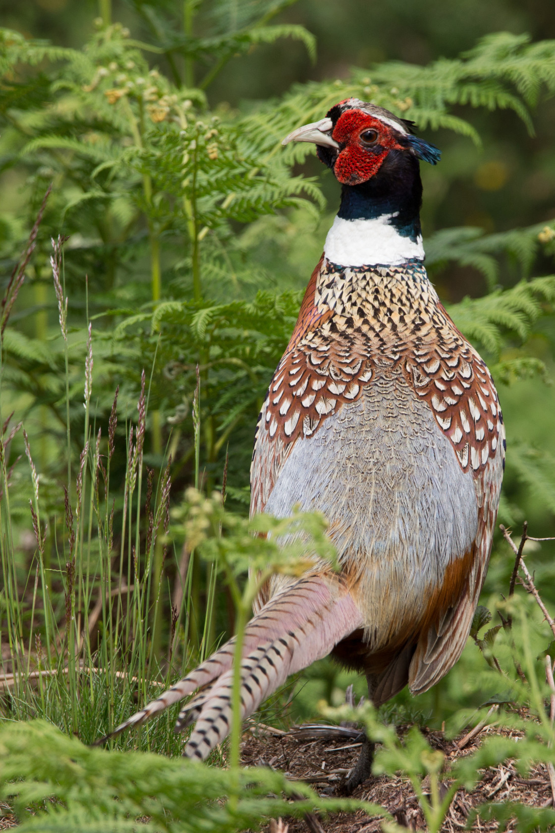 "Pheasant Cock Portrait" stock image