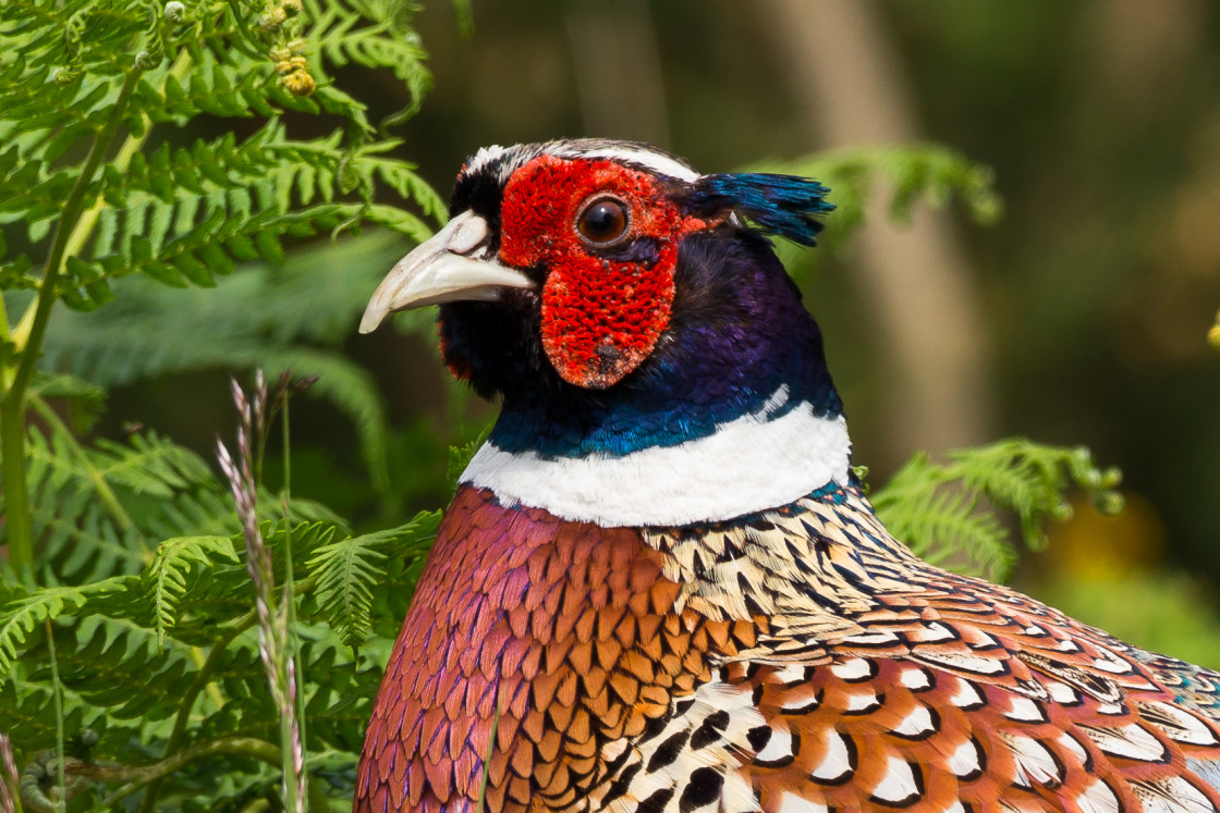 "Pheasant Cock Bird" by Gordon England - $12.62 "Pheasant Cock Bird" stock image