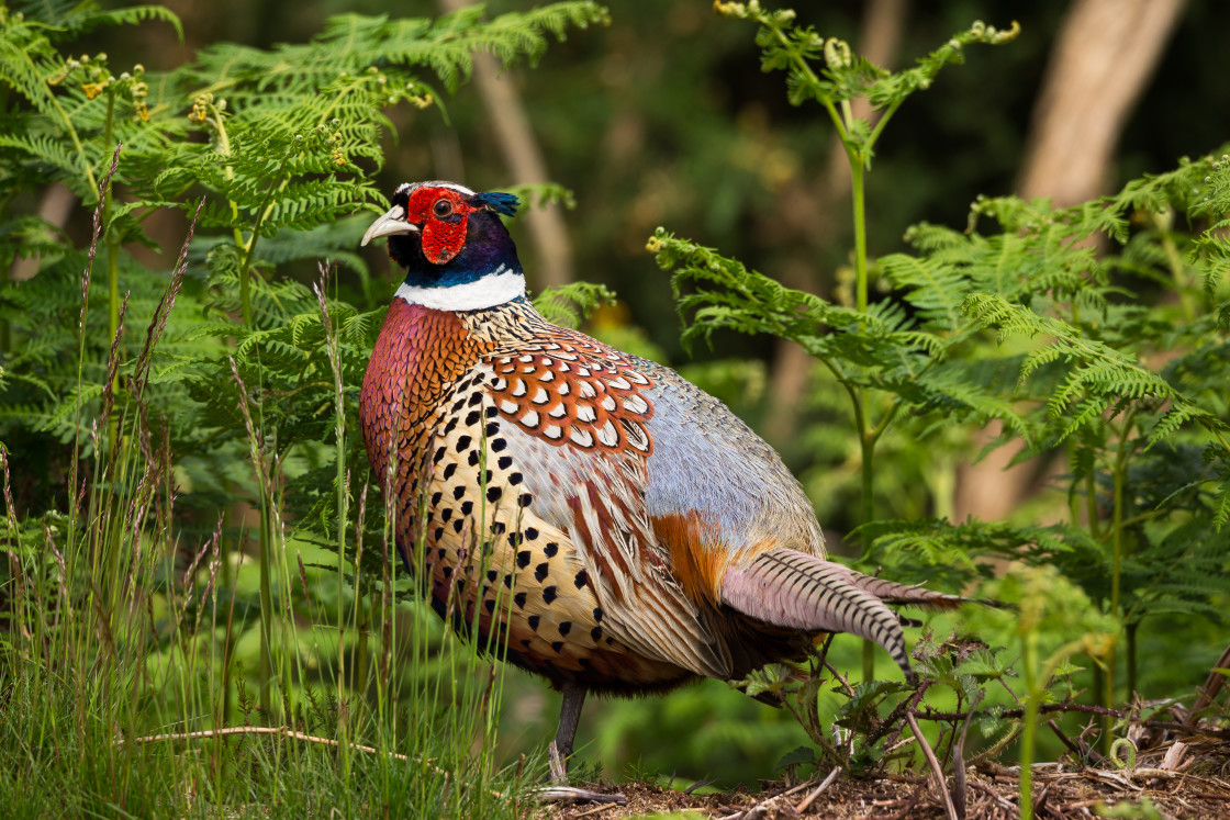 "Pheasant Cock Bird" by Gordon England - $12.71 "Pheasant Cock Bird" stock image