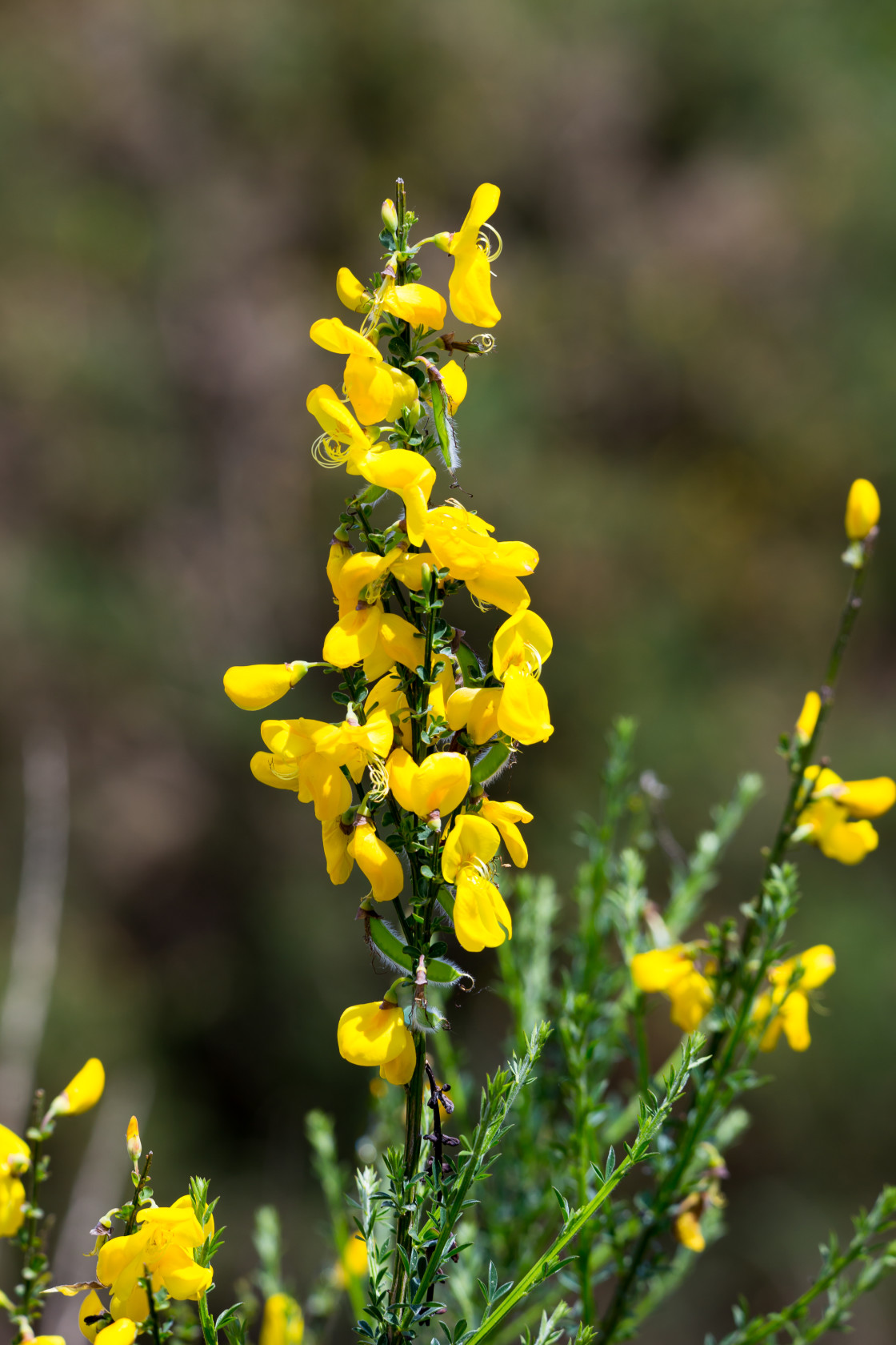 "Broom in Flower" stock image