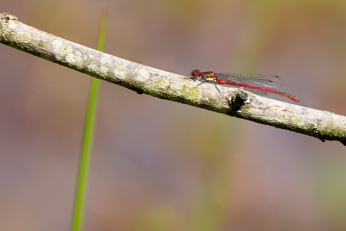 "Large Red Damselfly" by Gordon England - $12.57 "Large Red Damselfly" stock image