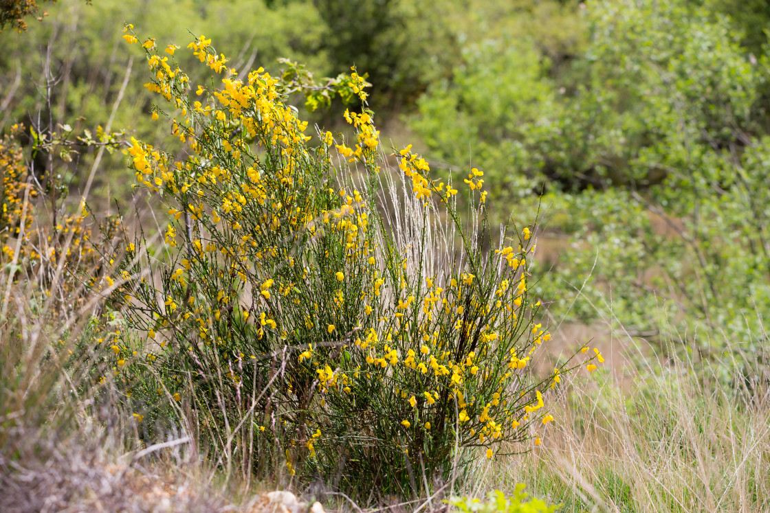 "Broom Shrub" stock image