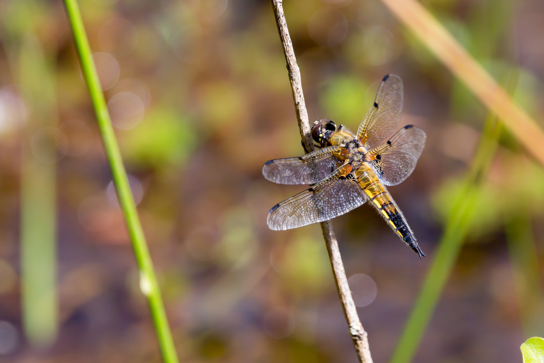 "Four-spotted Chaser Dragonfly" stock image