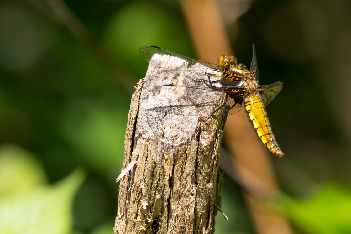 "Female Broad-bodied Chaser" stock image