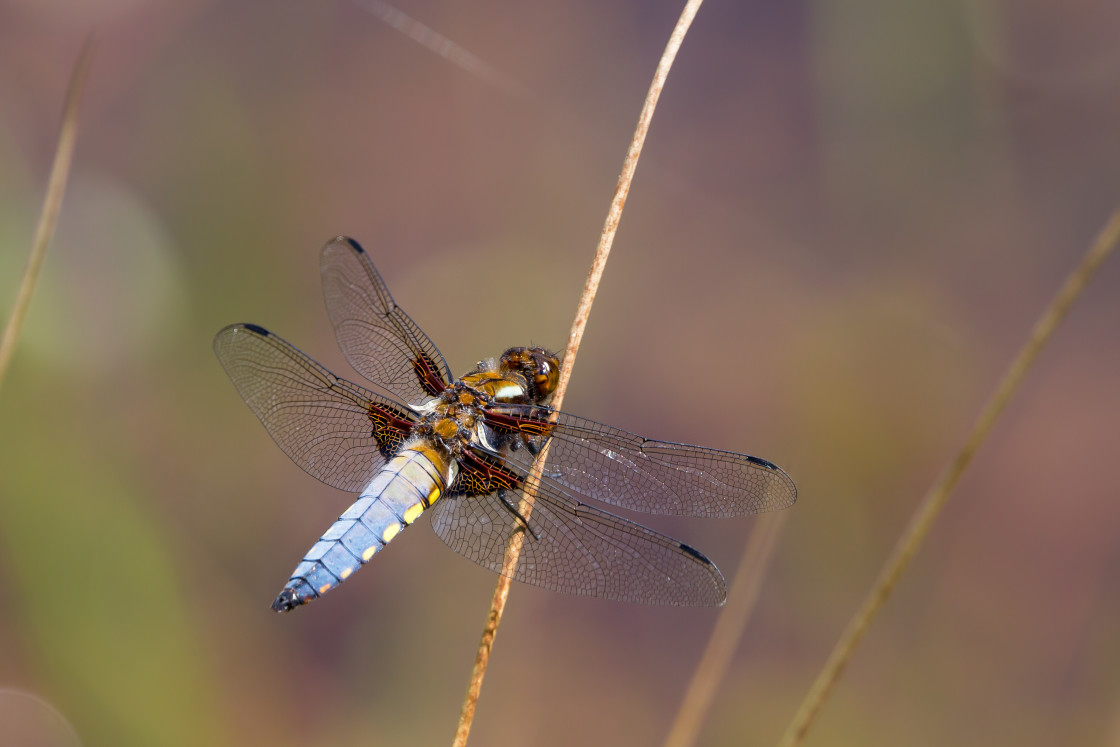 "Broad-bodied Chaser Dragonfly" stock image