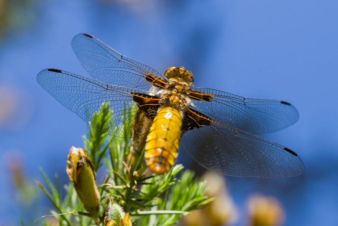 "Female Broad-bodied Chaser" stock image