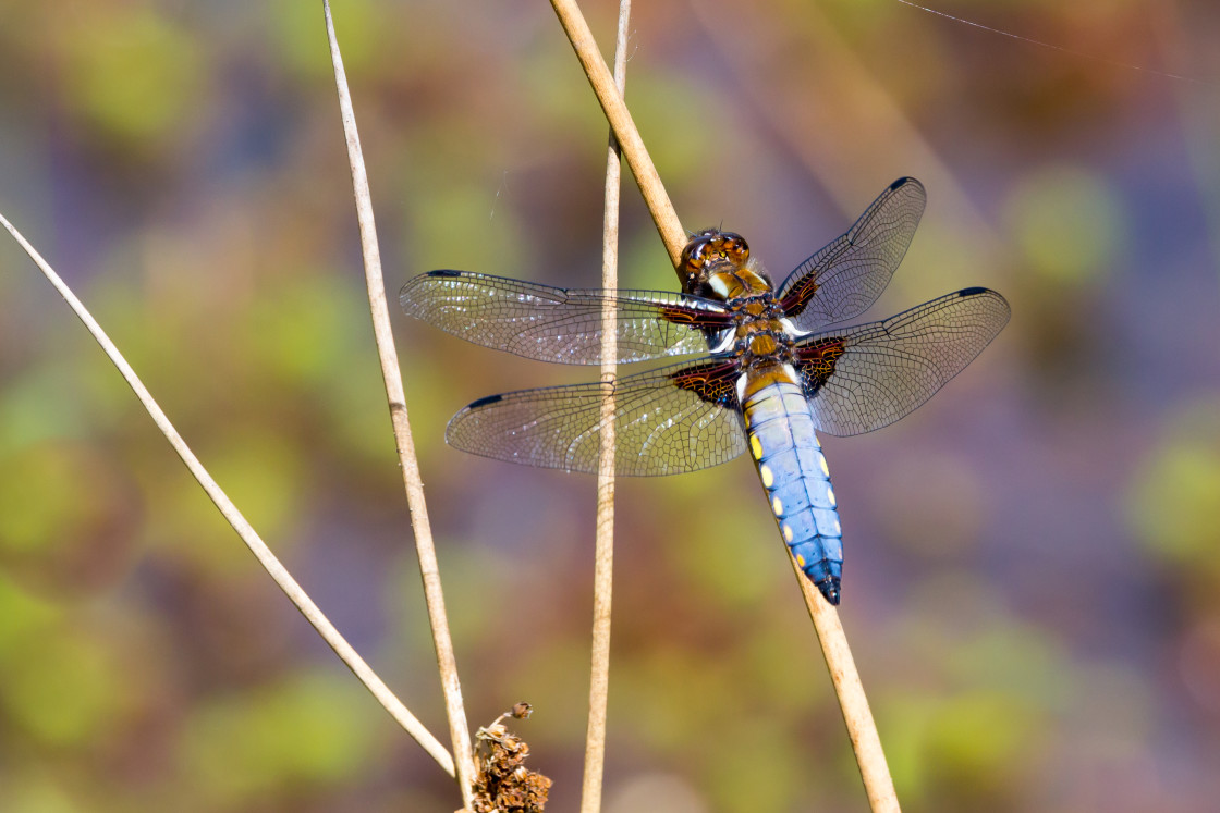 "Broad-bodied Chaser Dragonfly" stock image