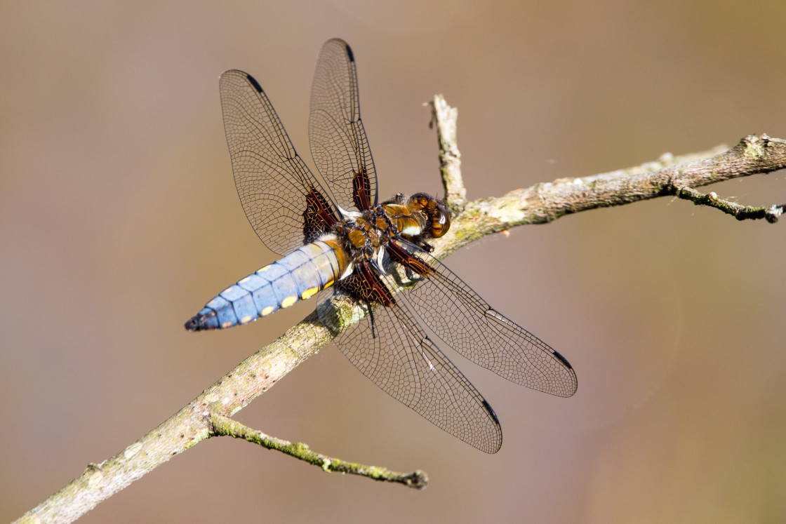 "Broad-bodied Chaser Dragonfly" stock image