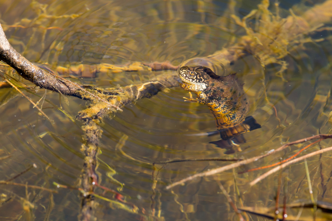 "Great Crested Newt" stock image