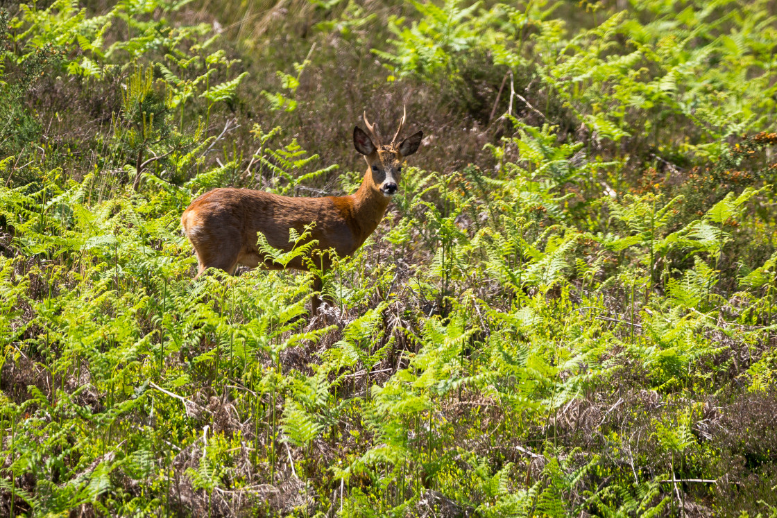 "Roebuck" by Gordon England - $12.56 "Roebuck" stock image