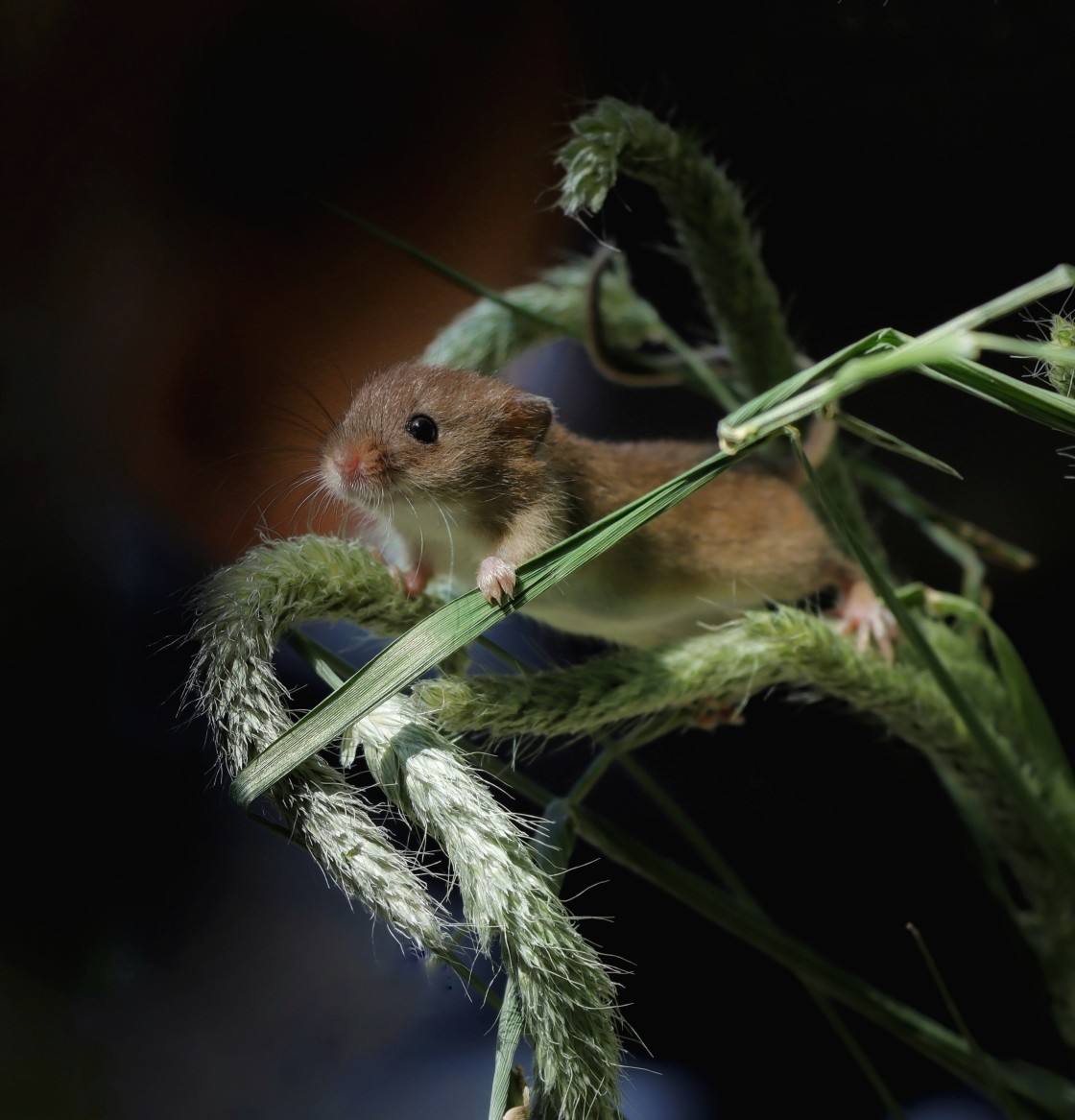 "Mouse Ahoy!" stock image