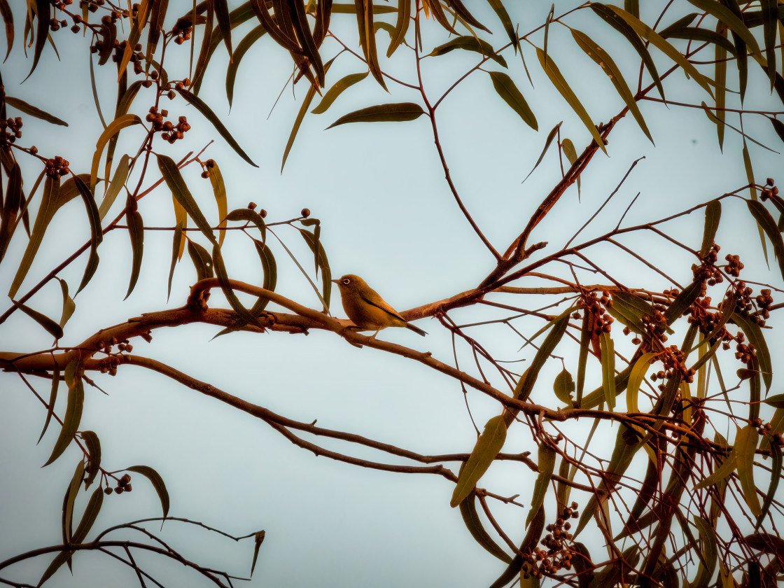 "Silver Eye Bird on a Branch" stock image