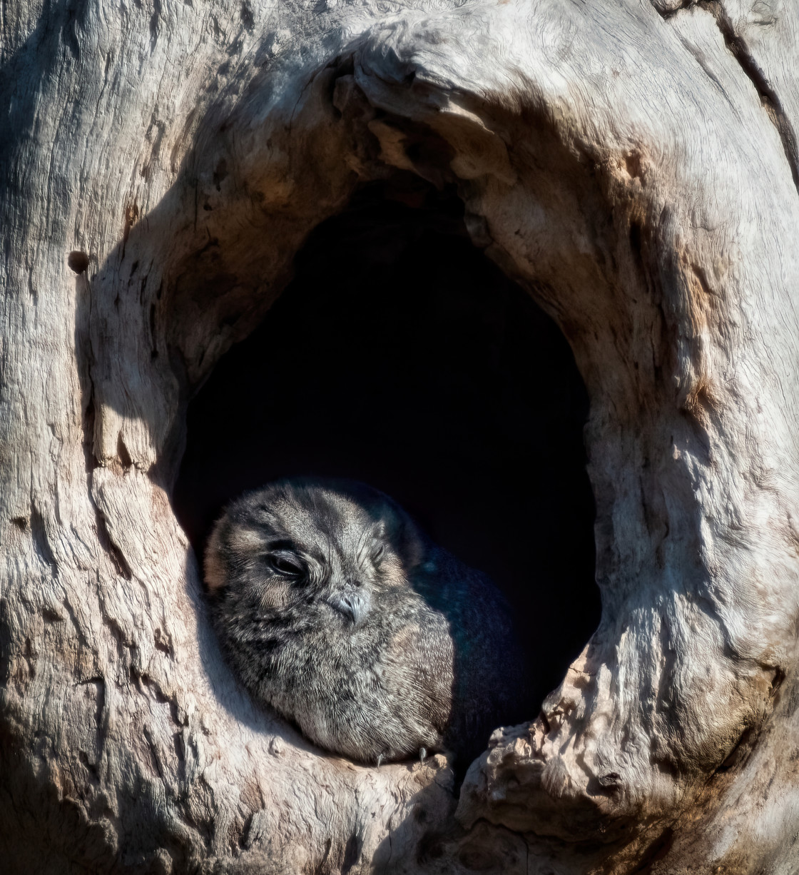 "Australian Owlet-nightjar Roosting" stock image