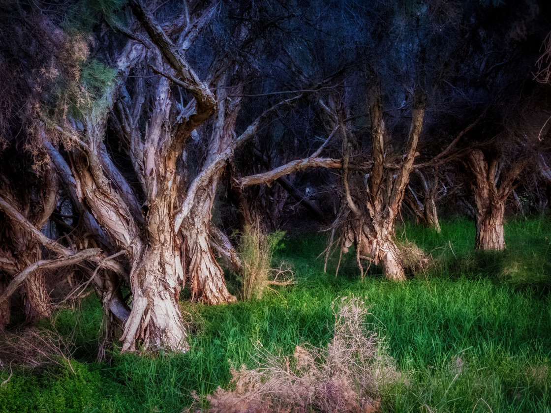 "Paperbarks in Sunset Light" stock image