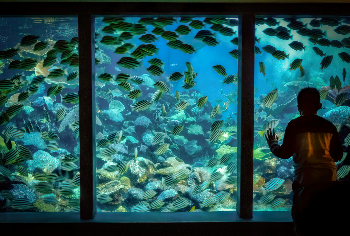 "Curious Child at Aquarium" stock image