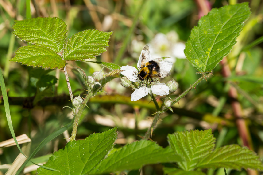 "Volucella bombylansvar. plumata" stock image