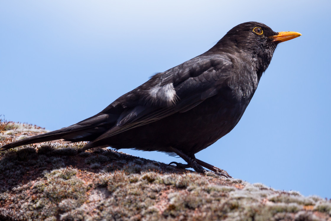 "Blackbird" stock image