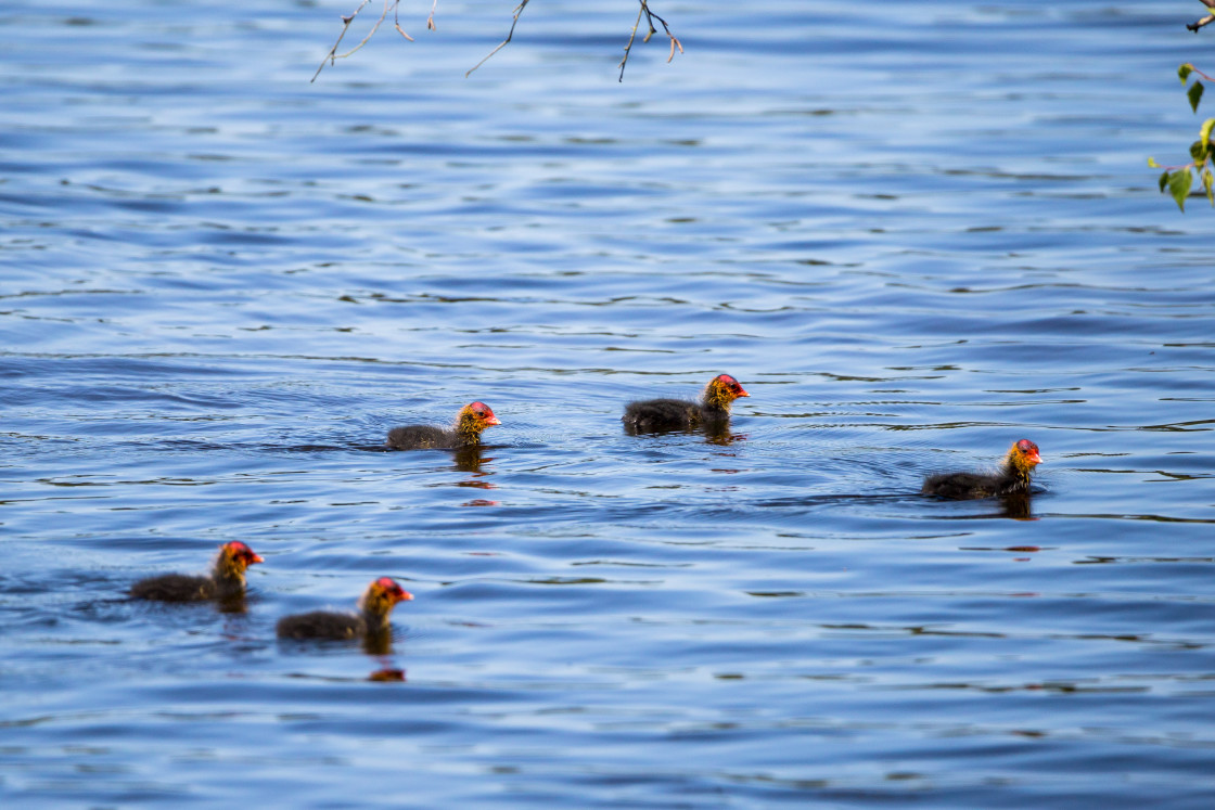 "Cootlings" stock image