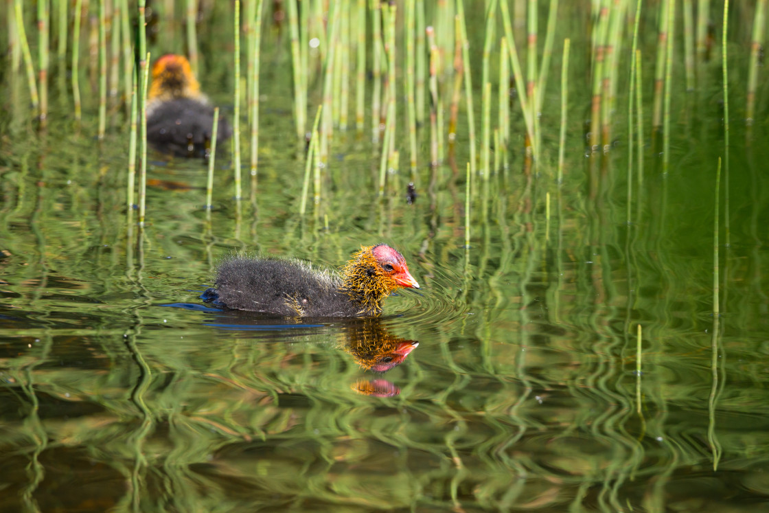 "Cootlings" stock image