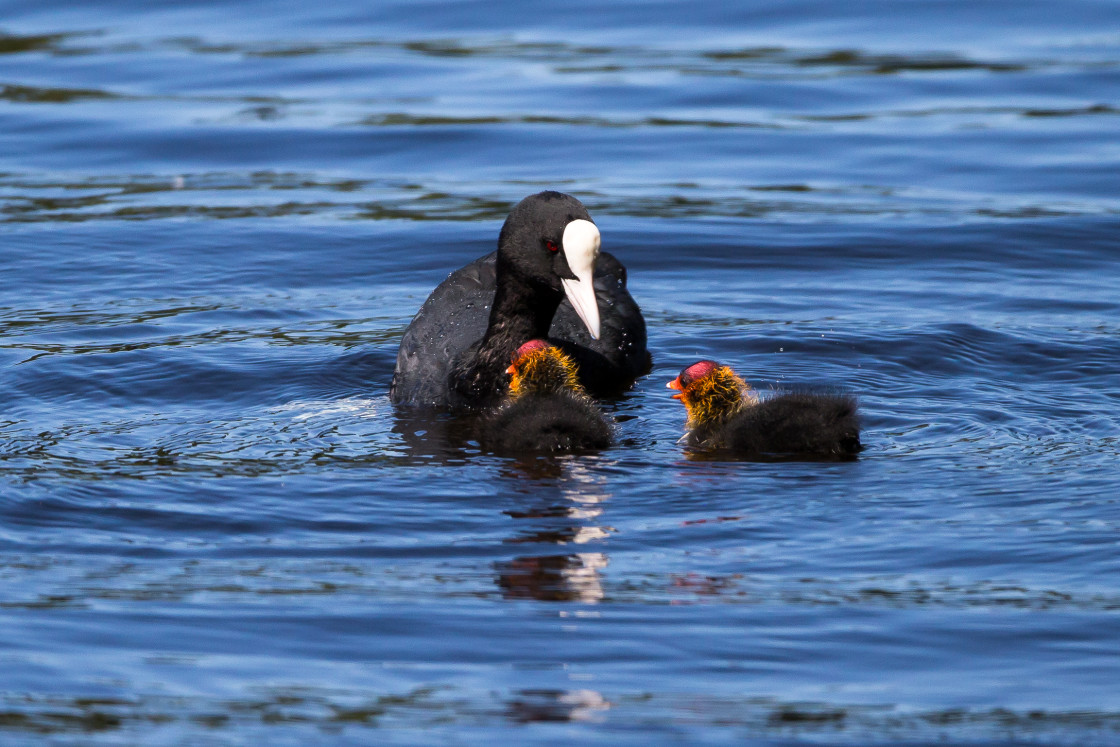 "Coot with Chicks" by Gordon England - $12.55 "Coot with Chicks" stock image