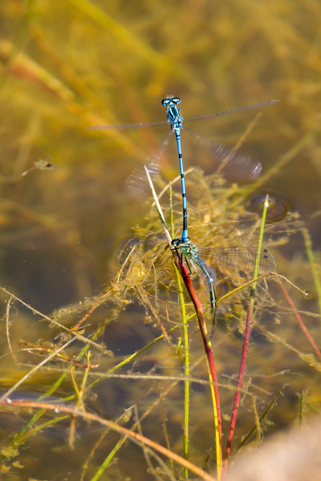 "Azure Damselflies Egg Laying" by Gordon England - $12.59 "Azure Damselflies Egg Laying" stock image