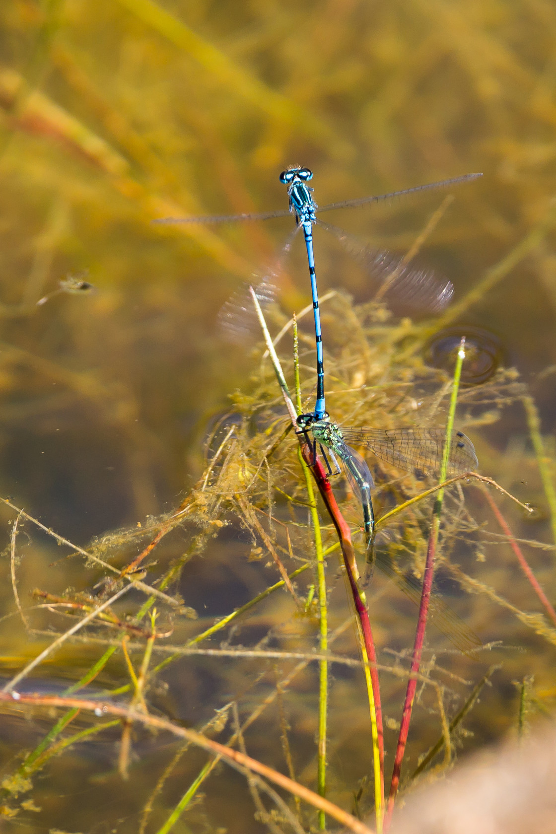 "Azure Damselflies Egg Laying" stock image