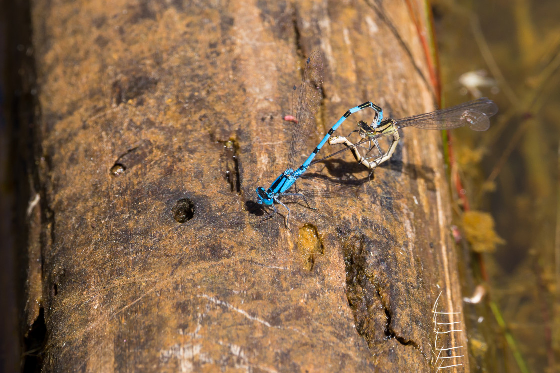 "Common Blue Damselflies Mating" stock image