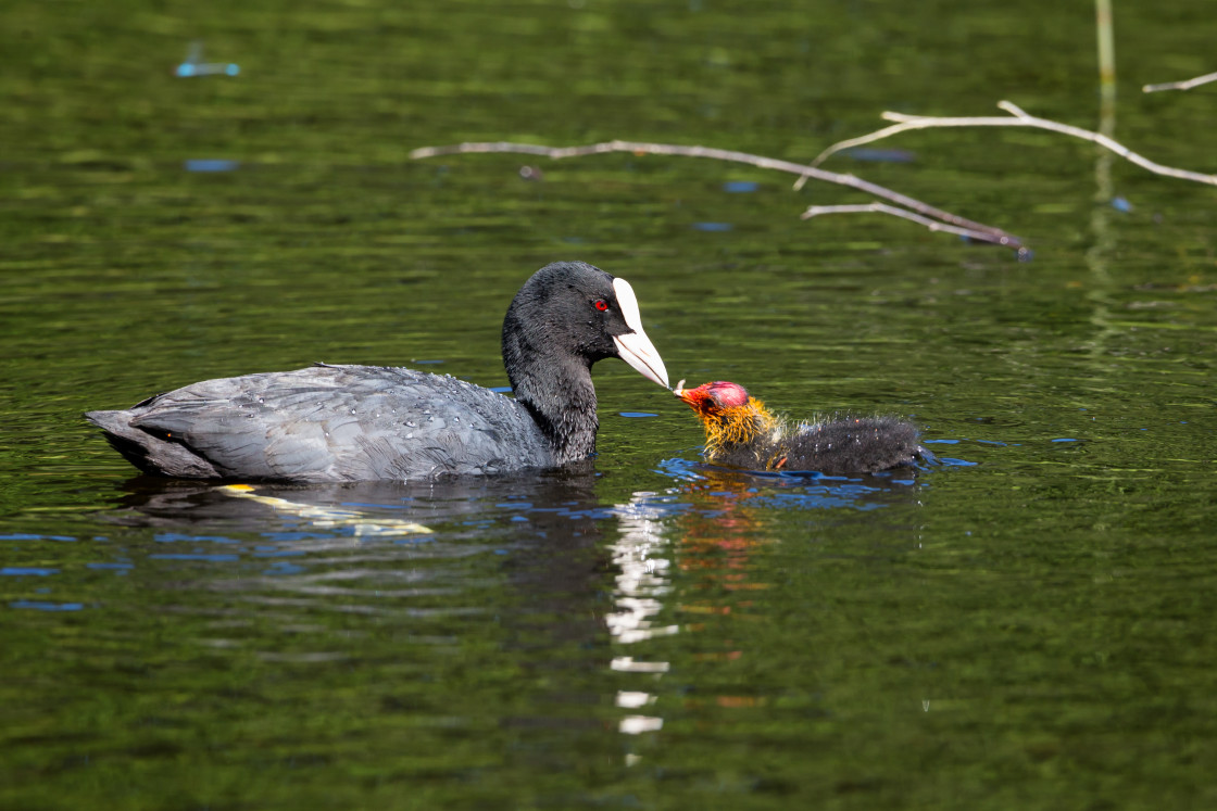 "Coot Feeding Chick" stock image