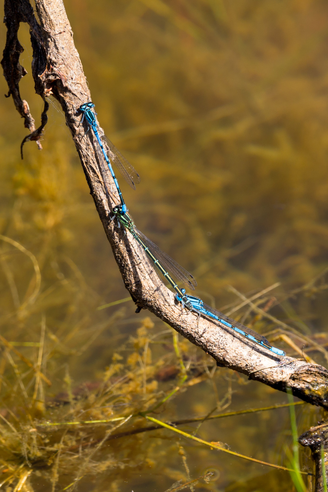 "Damselflies" stock image