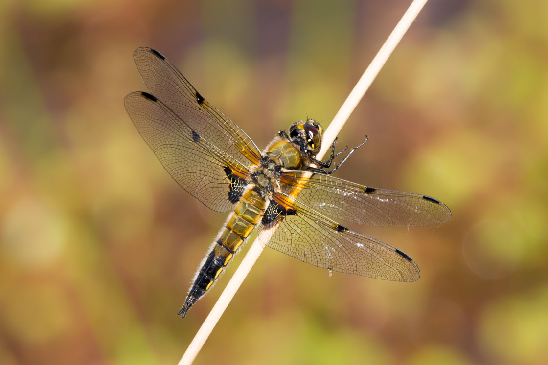 "Four-spotted Chaser" stock image