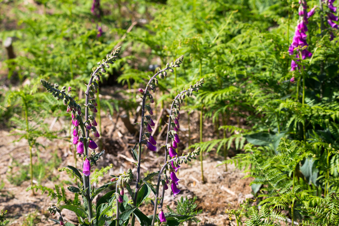 "Foxglove and Bracken" by Gordon England - $12.71 "Foxglove and Bracken" stock image